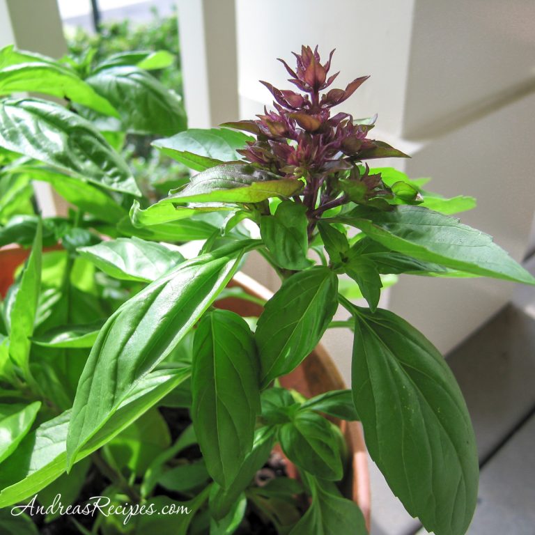 Thai basil in a container on our porch - Andrea Meyers