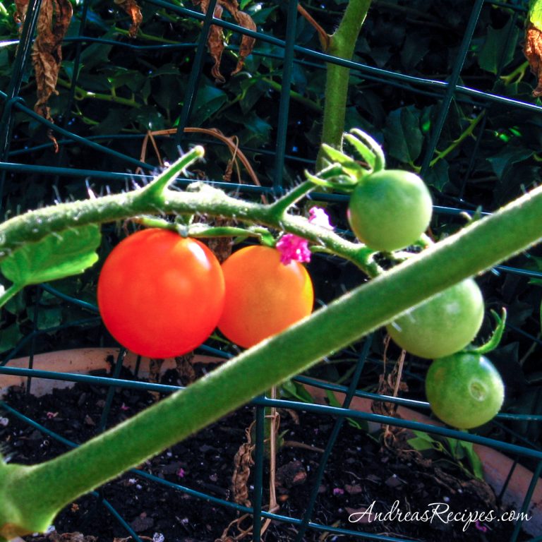 Second tomatoes of the summer - Andrea Meyers