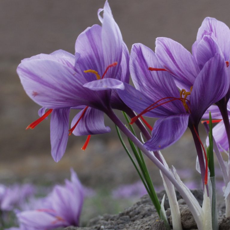 Saffron crocuses in Iran
