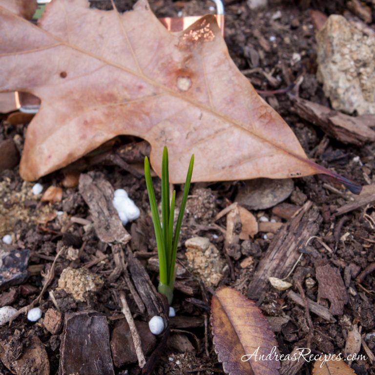Saffron crocus sprouting outdoors, November 2007 - Andrea Meyers