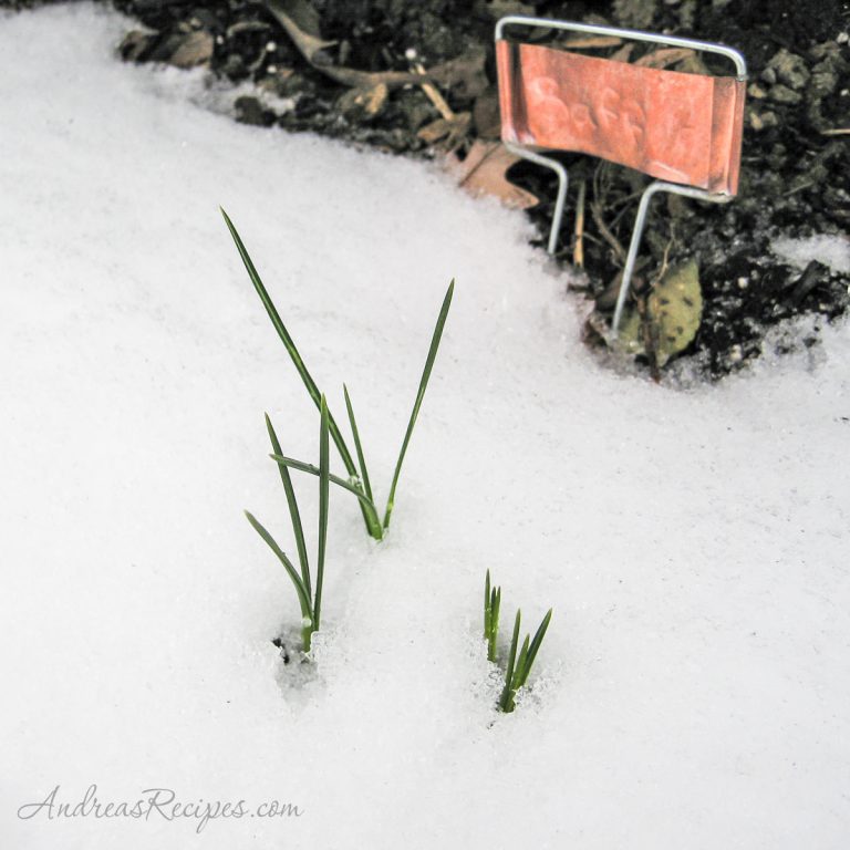 Saffron in the Snow - Andrea Meyers