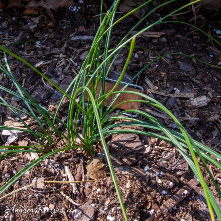 Saffron crocus plant, March 2008 - Andrea Meyers