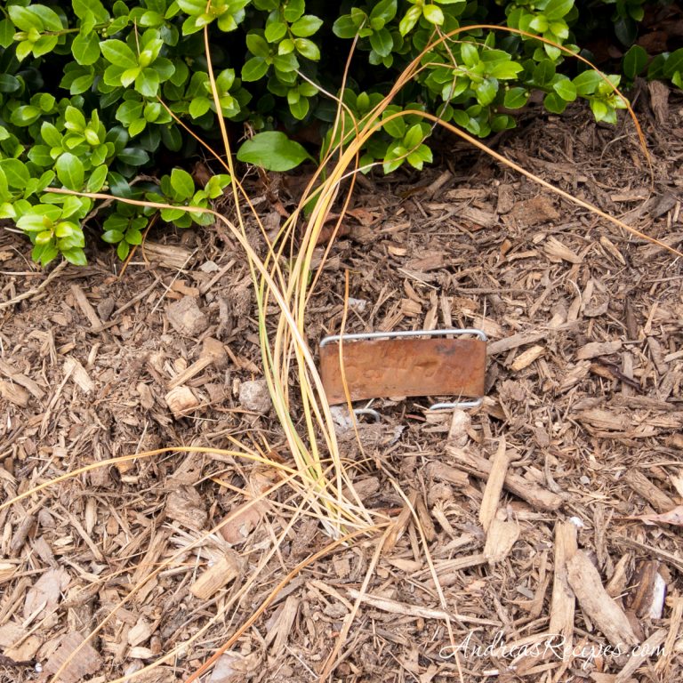 Saffron plant, dormant - Andrea Meyers