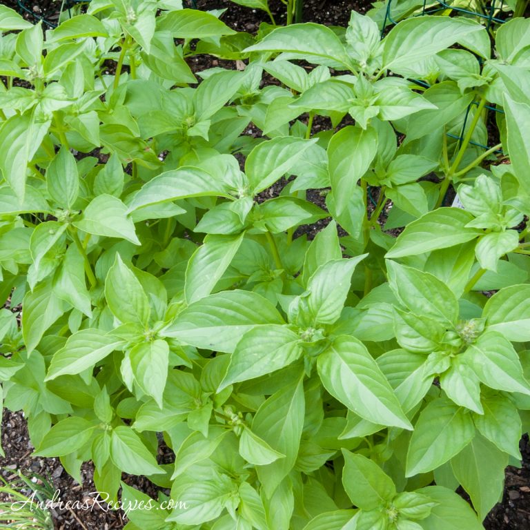 Lemon basil in our garden - Andrea Meyers