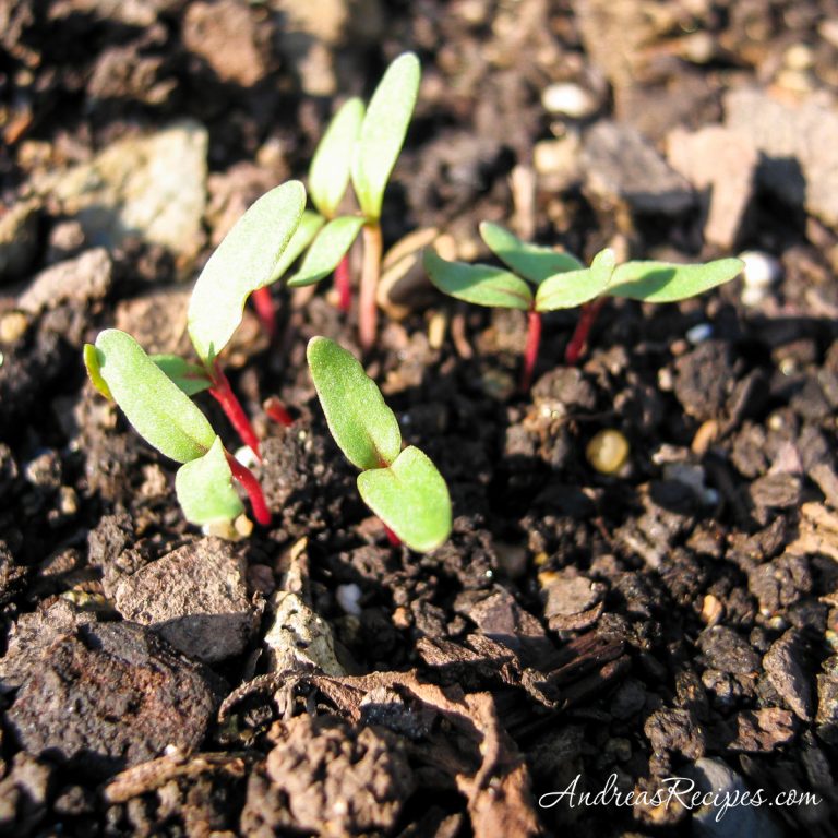 Chard sprouts in September - Andrea Meyers