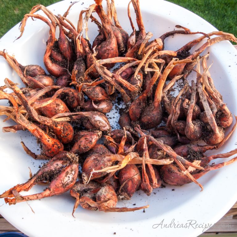 Shallots from our garden - Andrea Meyers