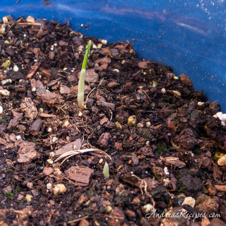 Saffron sprouts - Andrea Meyers
