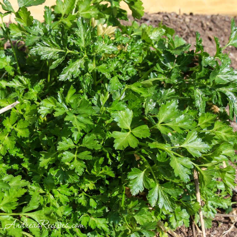Parsley in March - Andrea Meyers