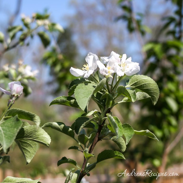 Apple blossoms in our yard - Andrea Meyers