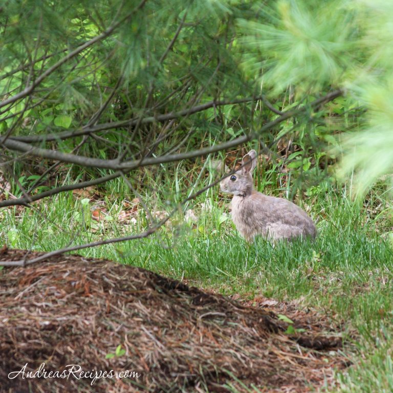 Wild rabbit in our yard - Andrea Meyers
