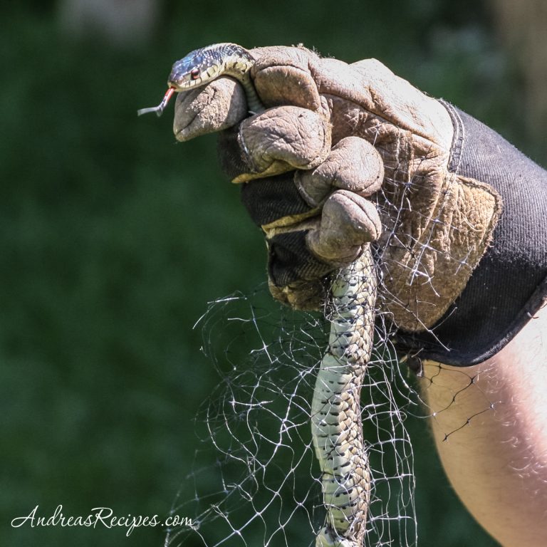 Detangling a garden snake - Andrea Meyers