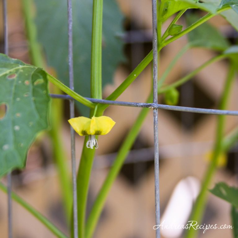 Tomatillo blossom - Andrea Meyers
