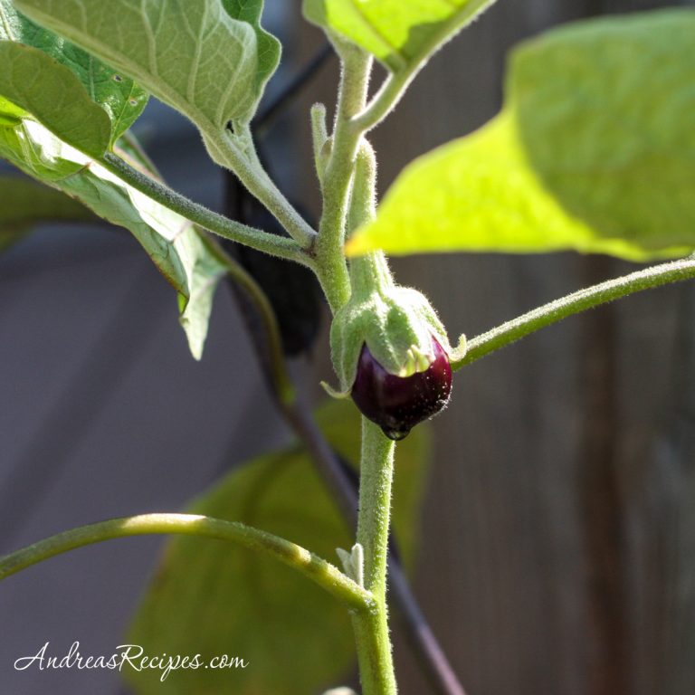 Ophelia miniature eggplant - Andrea Meyers