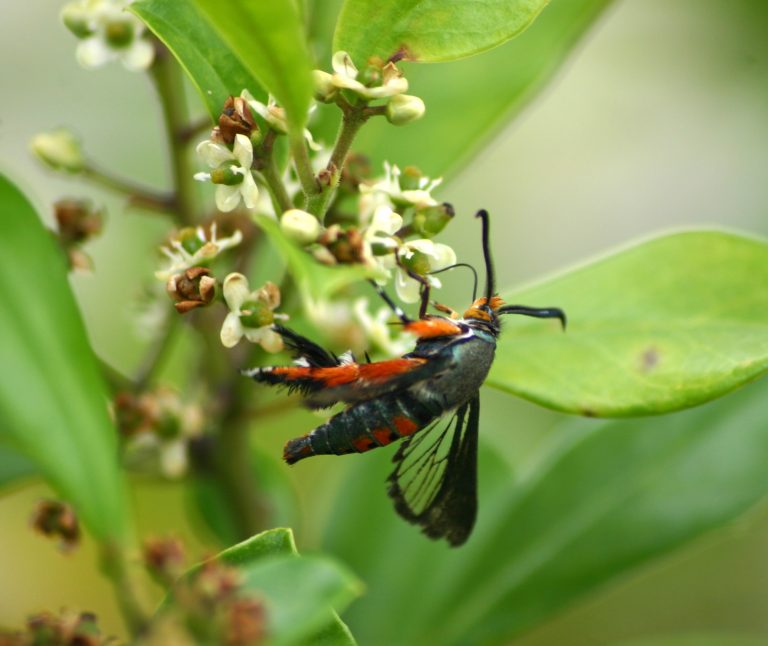 Melittia cucurbitae foraging holly blossoms. Georgetown County, SC