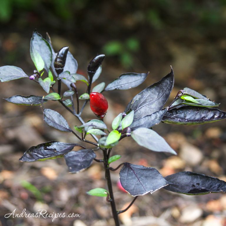 Royal Black hot pepper - Andrea Meyers