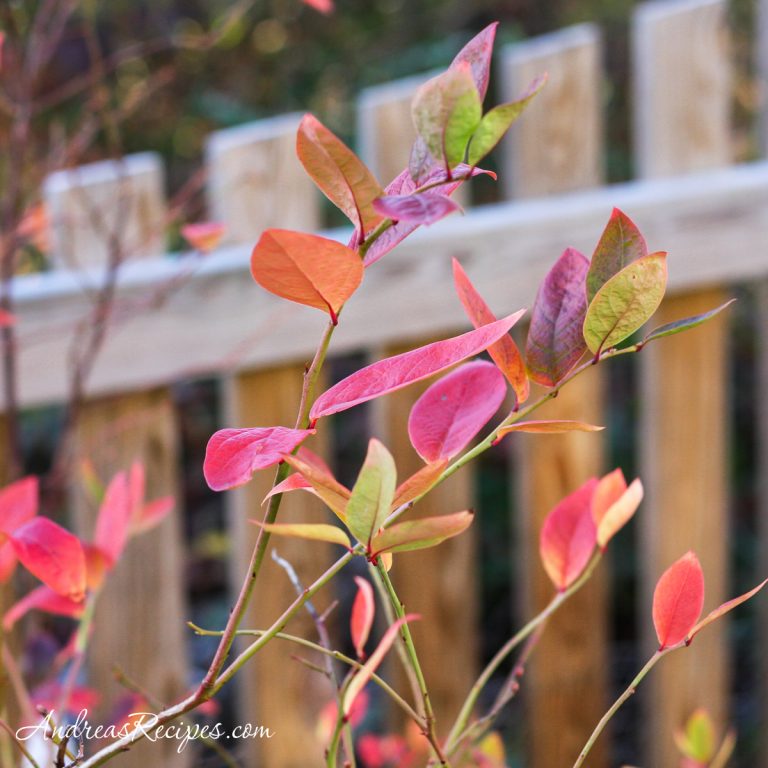 Blueberry bush in autumn - Andrea Meyers