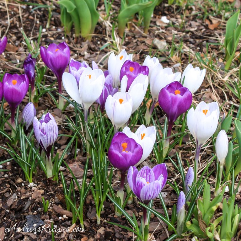 Crocuses in our flower beds - Andrea Meyers