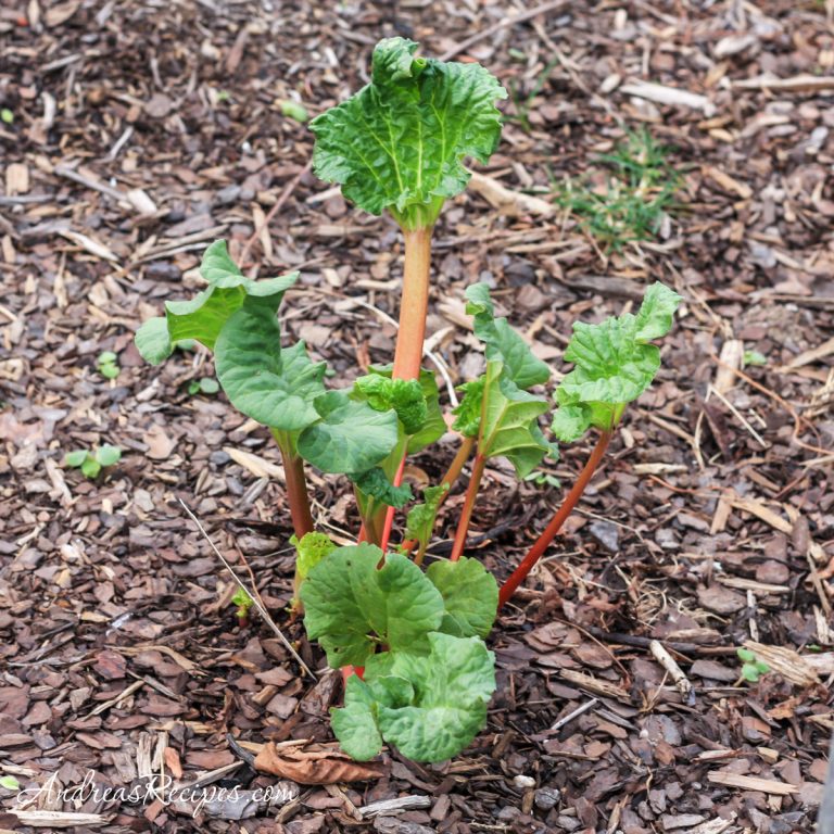 Rhubarb, early spring - Andrea Meyers