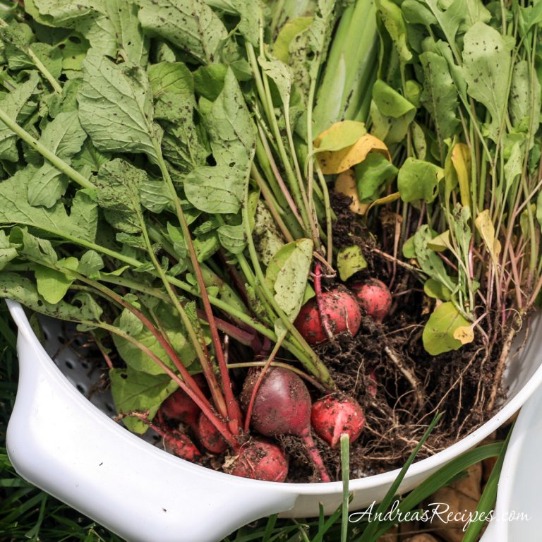Radishes and snowpeas harvest from our garden - Andrea Meyers