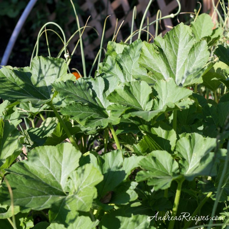 Squash plants in a mixed garden bed - Andrea Meyers