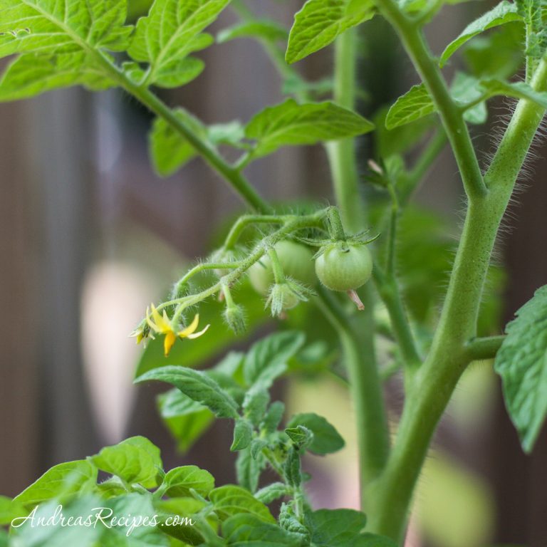 Husky cherry tomatoes, green - Andrea Meyers