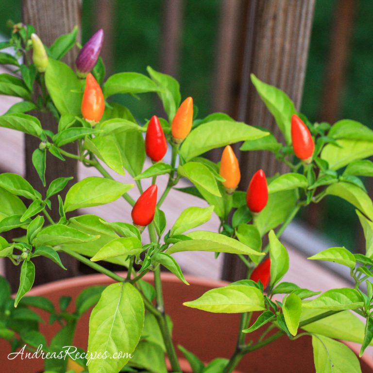 Numex Twilight chile peppers - Andrea Meyers