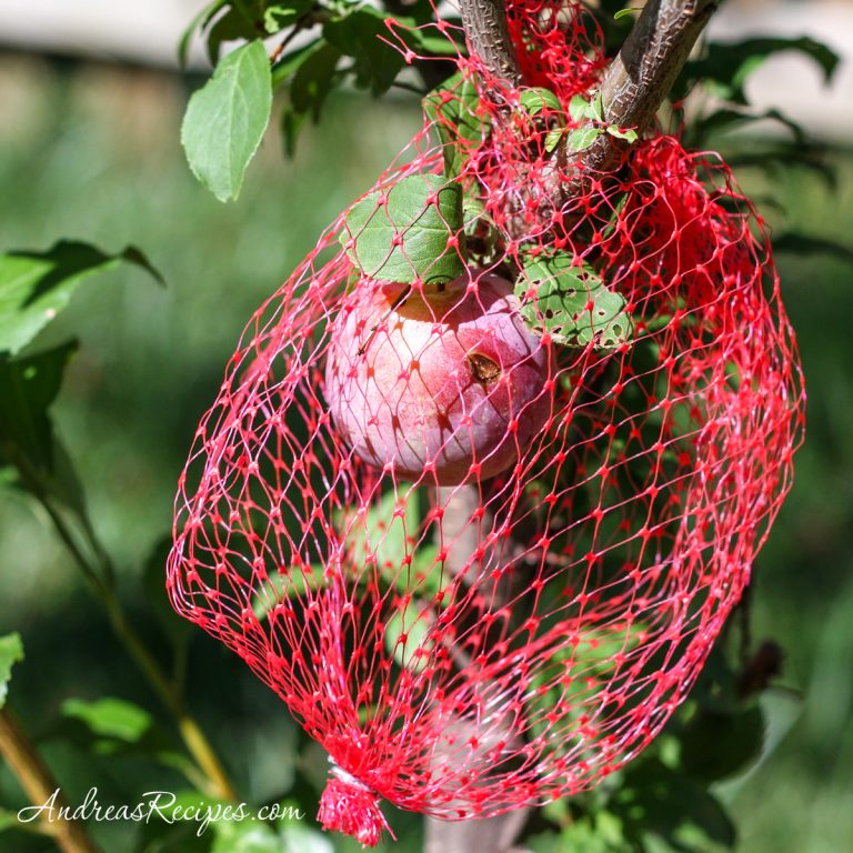 Plums covered in netting - Andrea Meyers