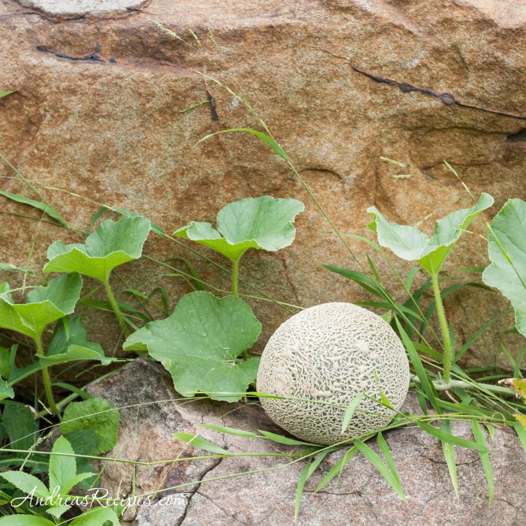 Volunteer cantaloupe - Andrea Meyers