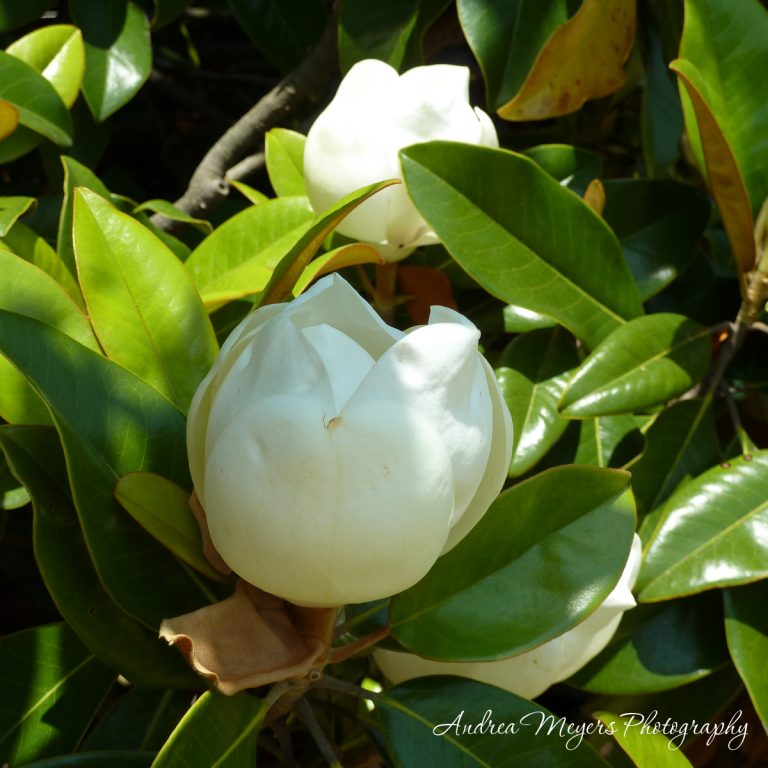 Magnolia blossom at the Atlanta Botanical Garden - Andrea Meyers