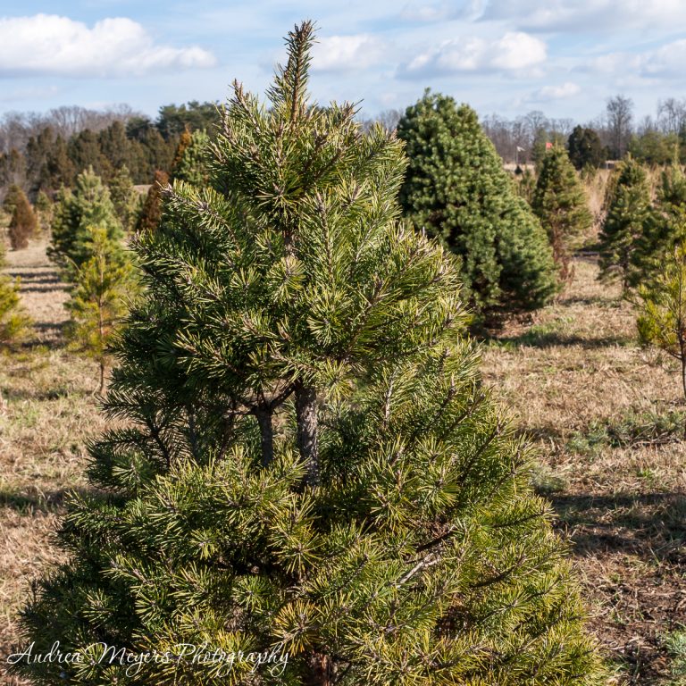 Christmas tree at Ticonderoga Farm in Loudoun County, VA