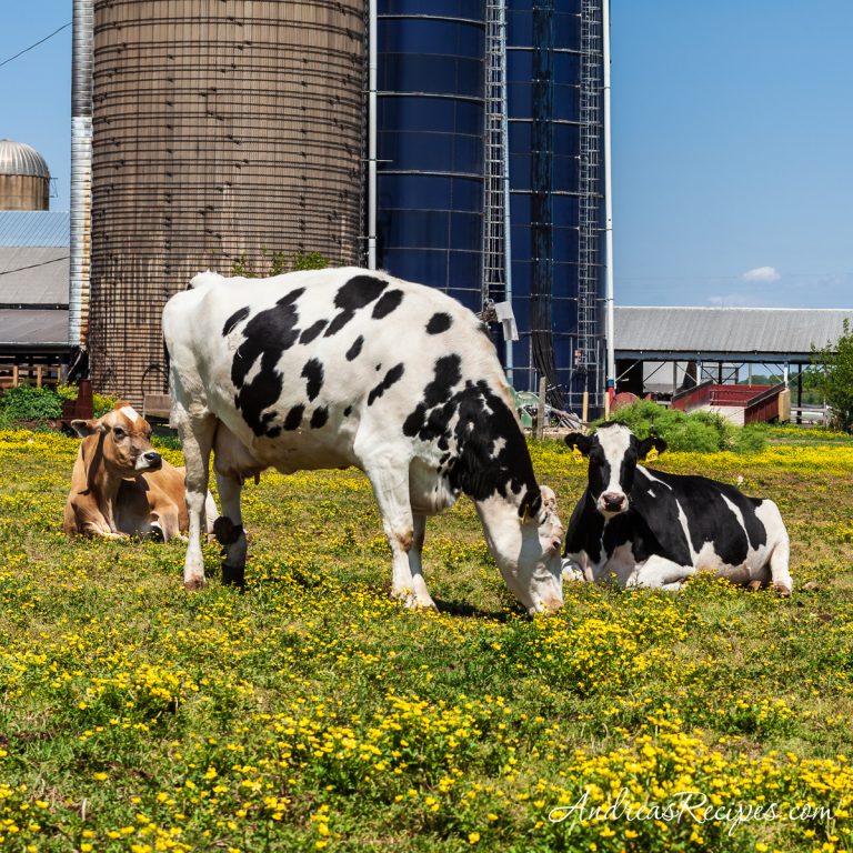 Cows in the pasture at Al Mara Farm - Andrea Meyers